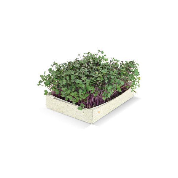 Calendrier de l'Avent Original 2021 Microgreens