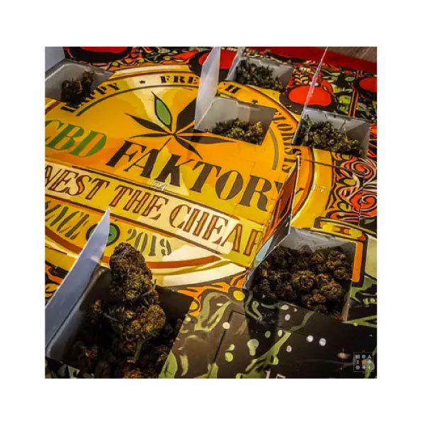 Calendrier de l'avent original 2021 CBD Faktory