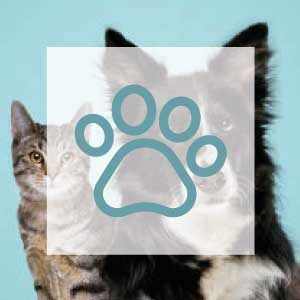 Icon calendrier de l'avent Animaux